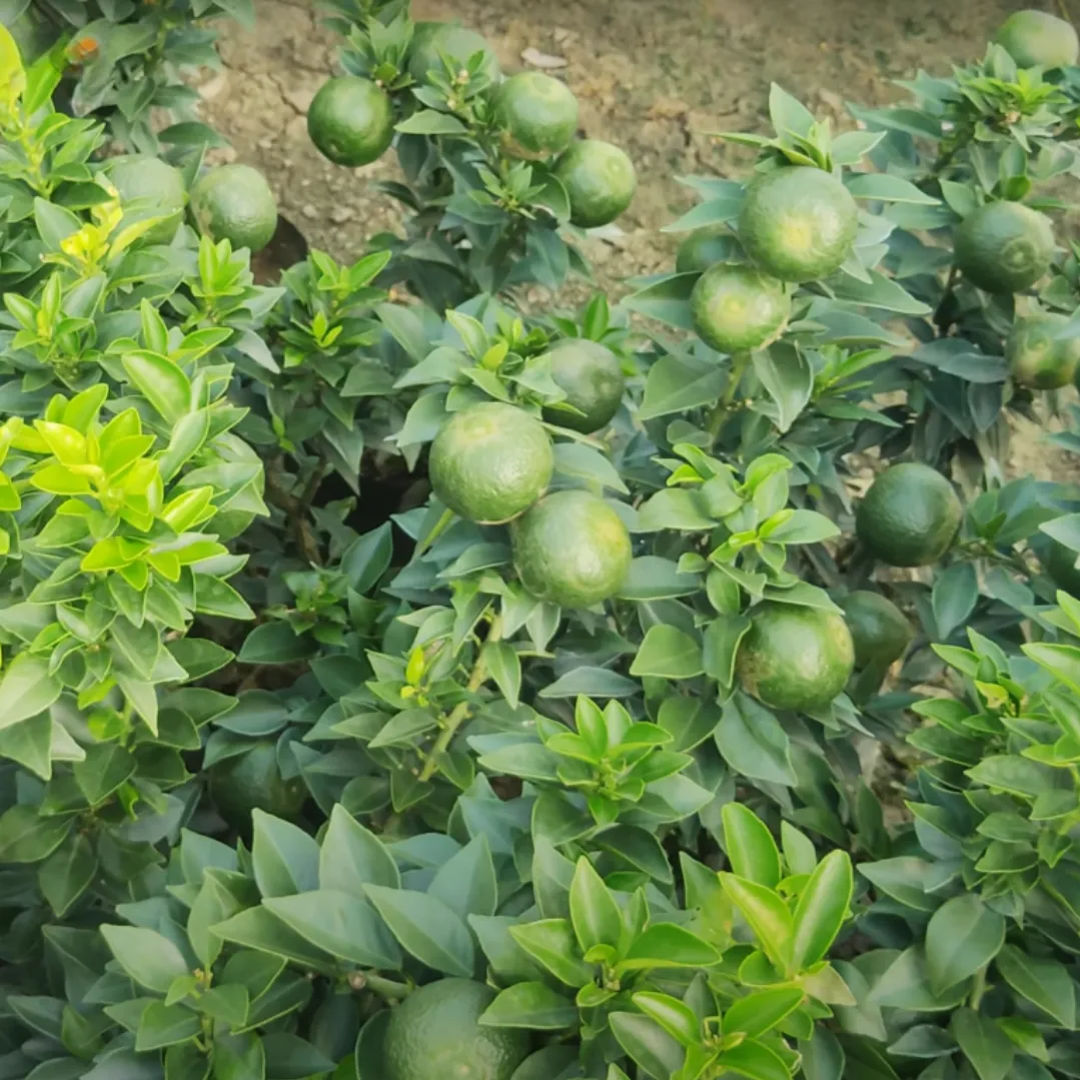 Mini Sathukudi