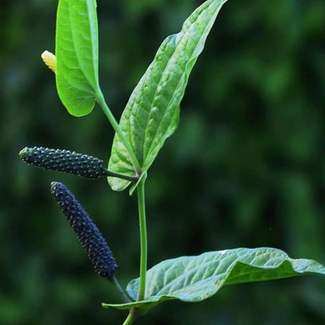 Thippili