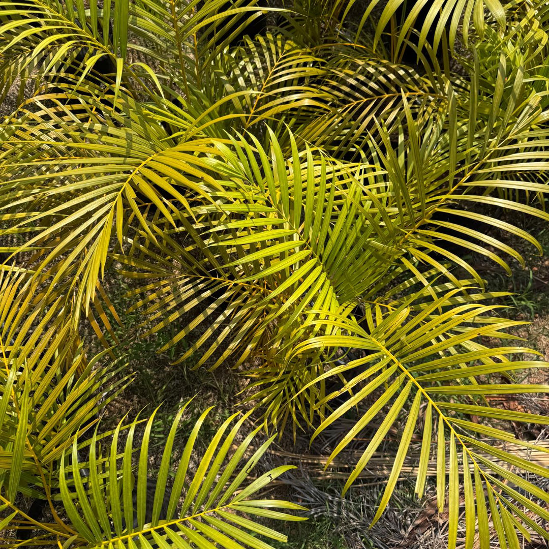 Yellow Palm