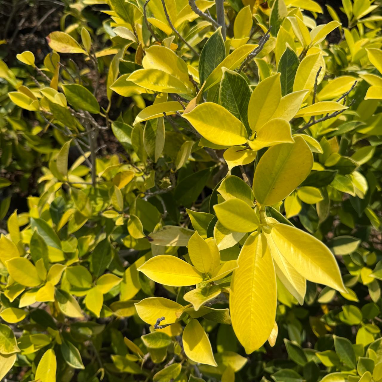 Ficus Panda