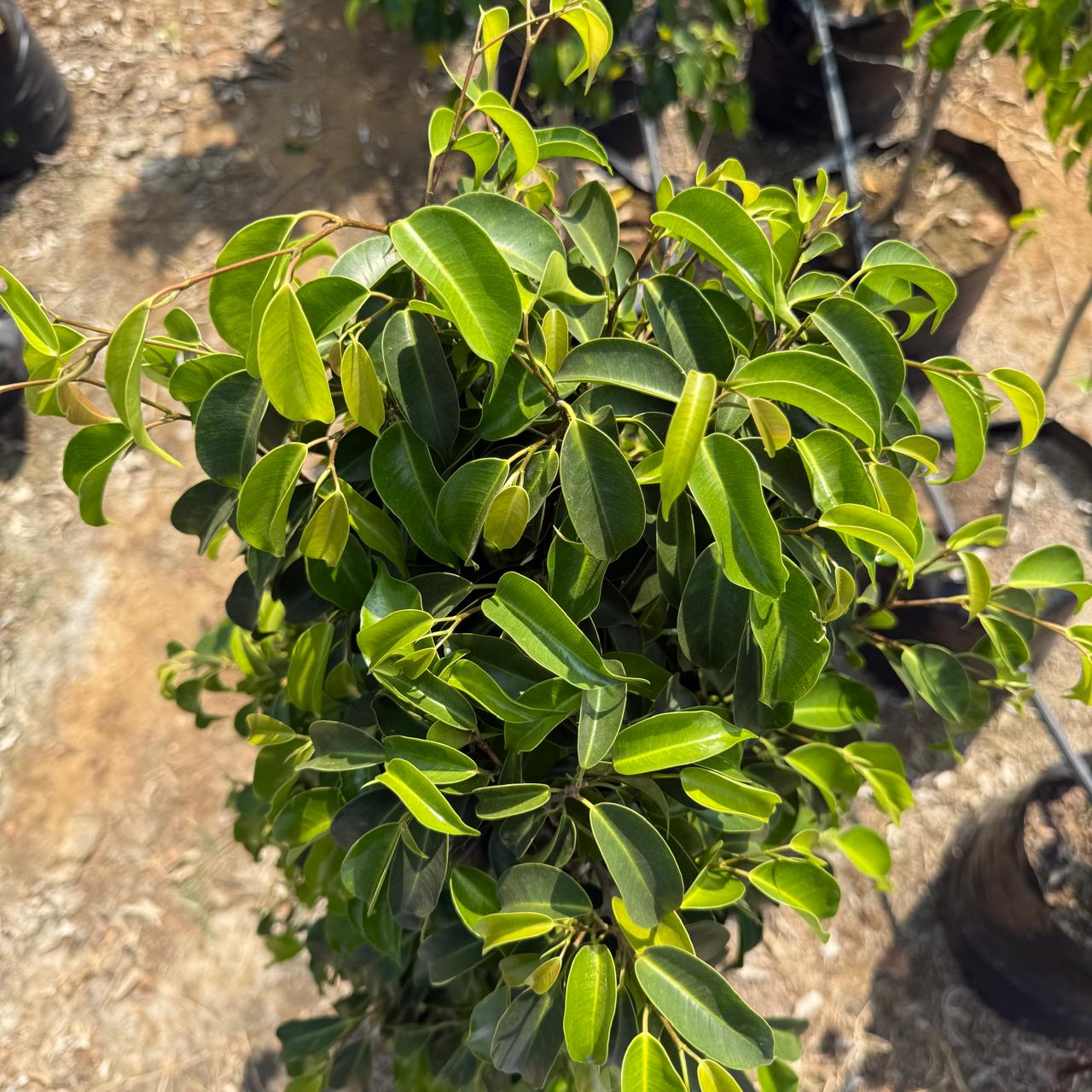 Ficus Black