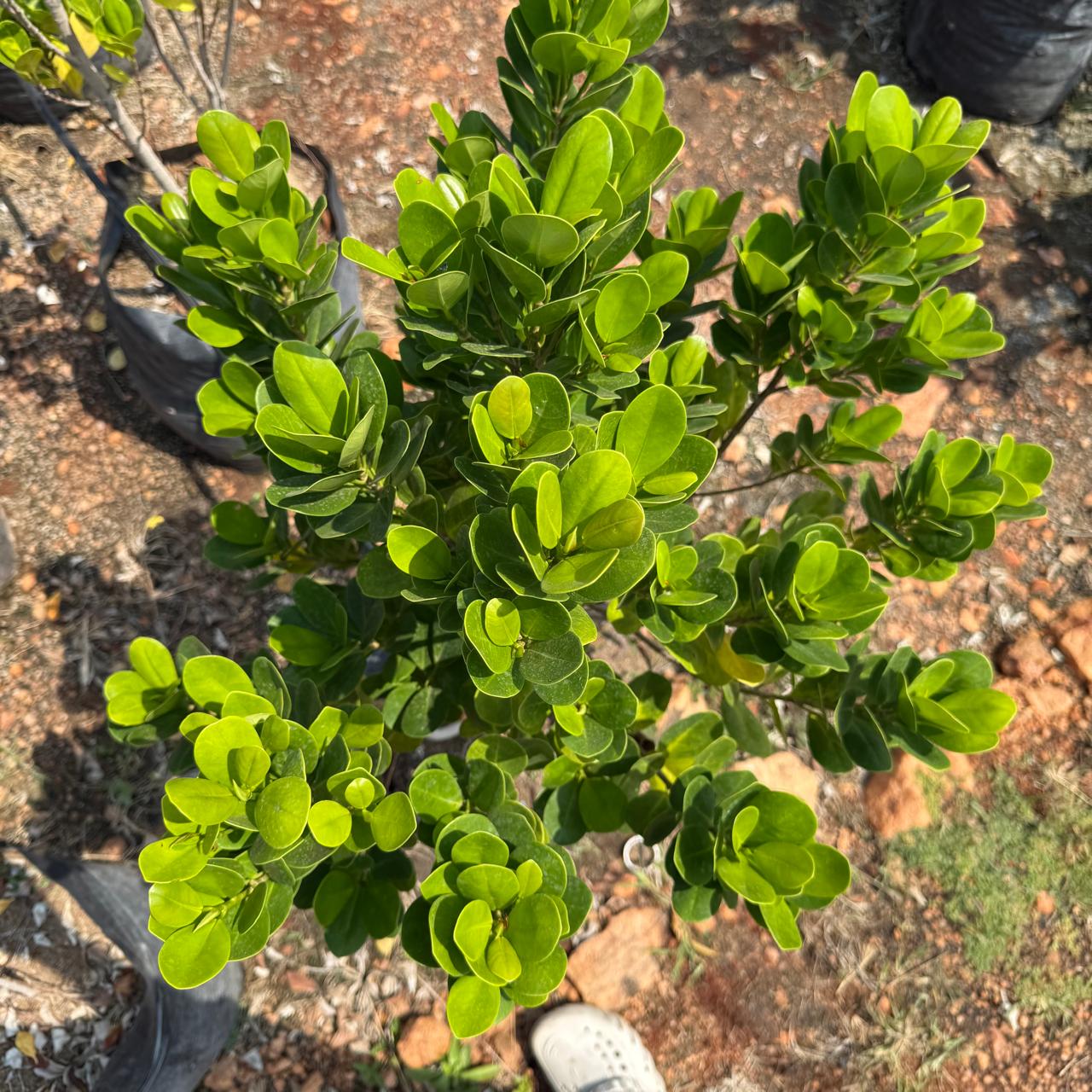 Villa Ficus