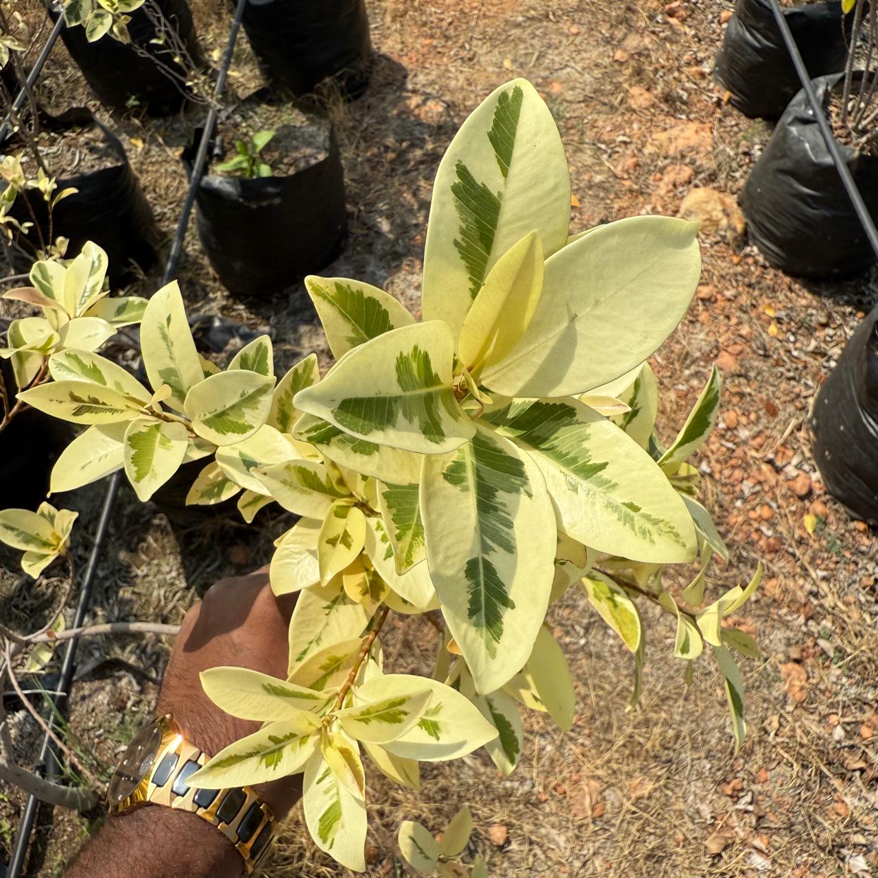 Star Light Ficus