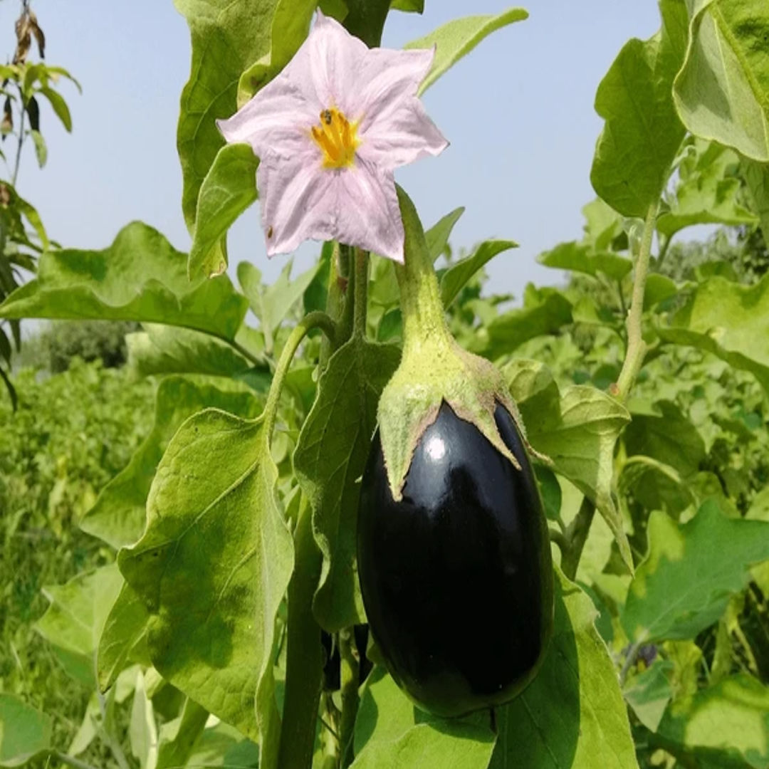 Brinjal