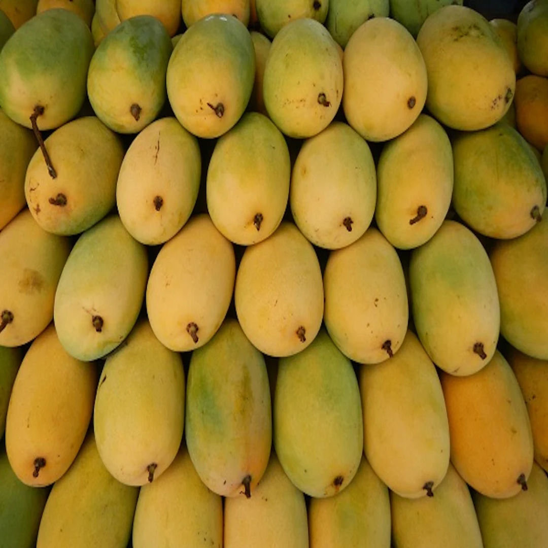 Banganapalle Mango