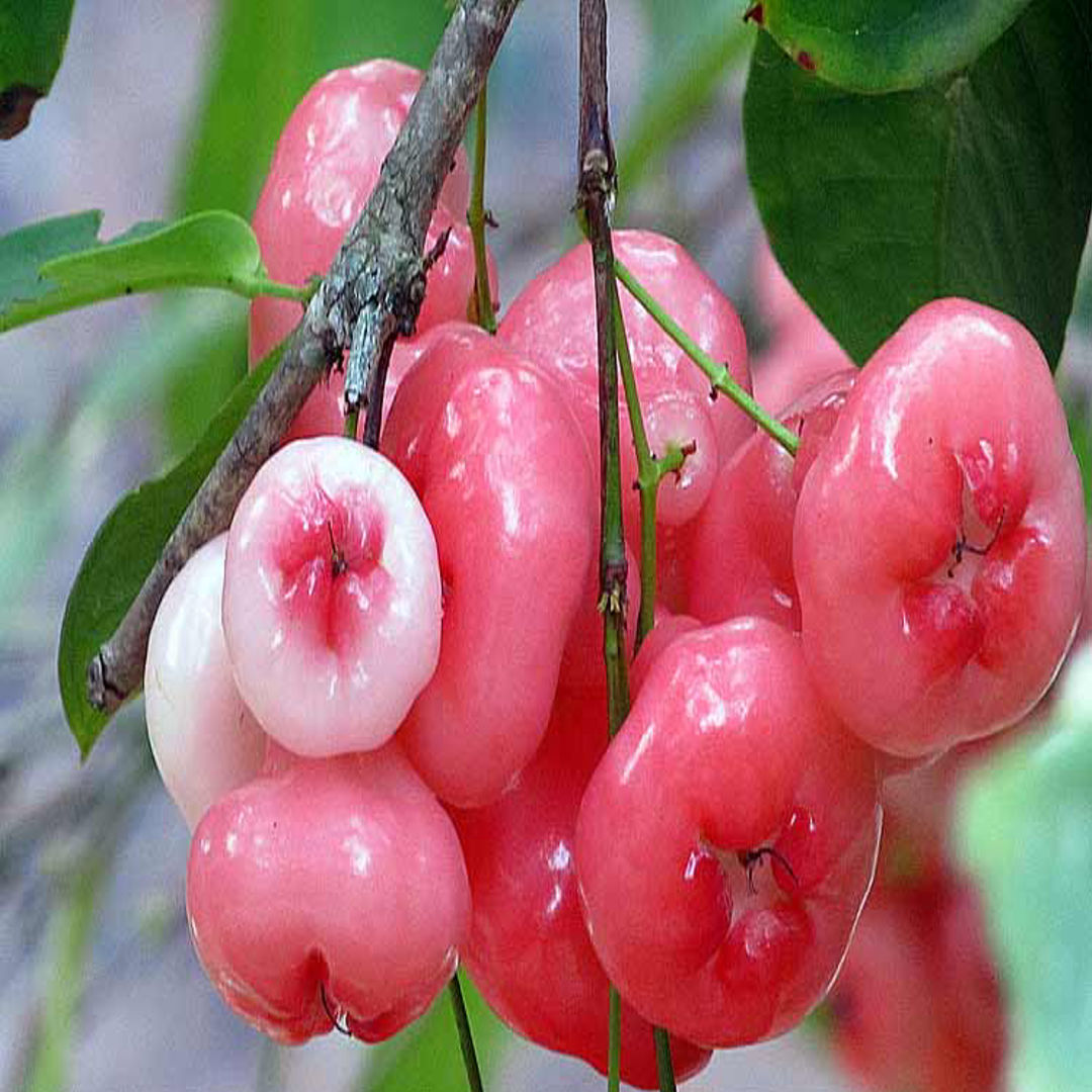Water Apple Pink