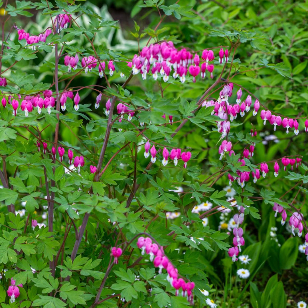 bleeding heart