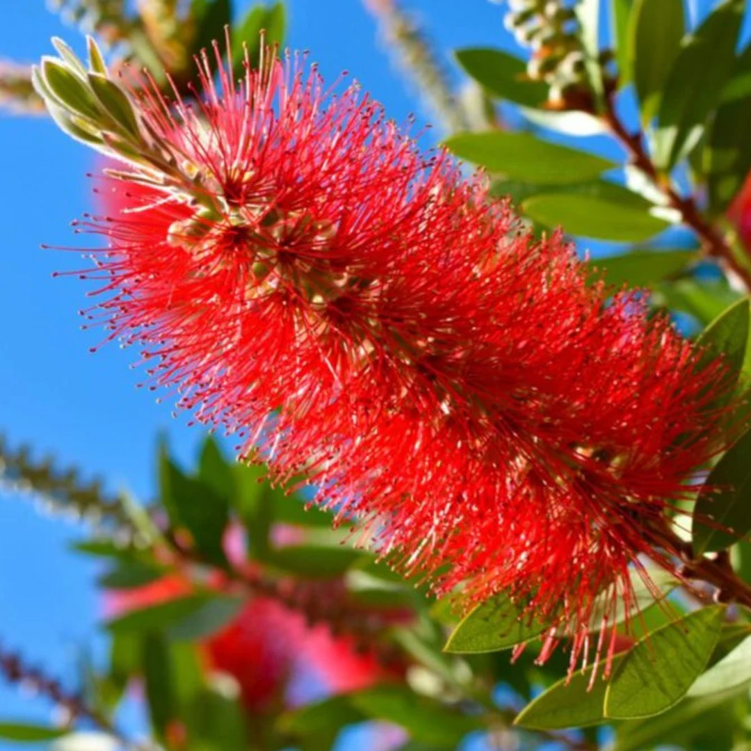 BottleBrushes
