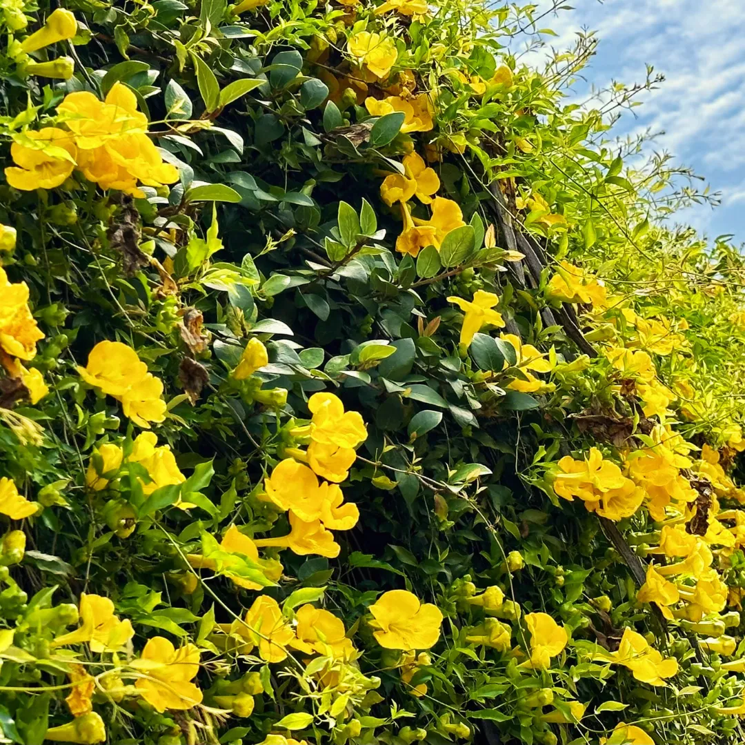 Cat's Claw Creeper