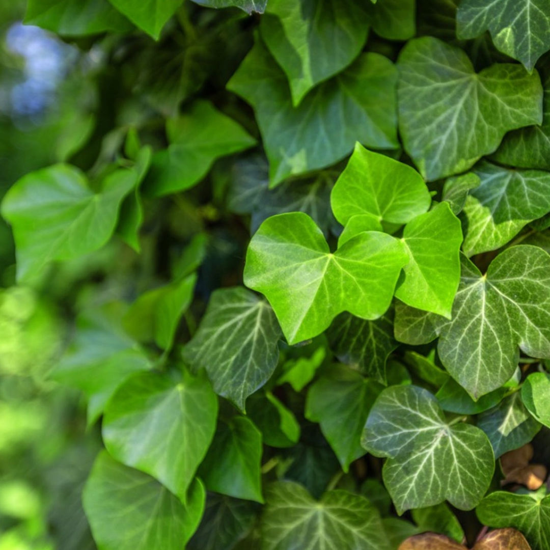 Ivy Creeper