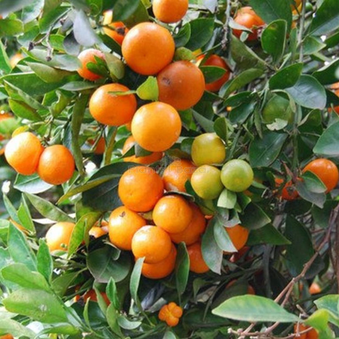 Darjeeling Orange