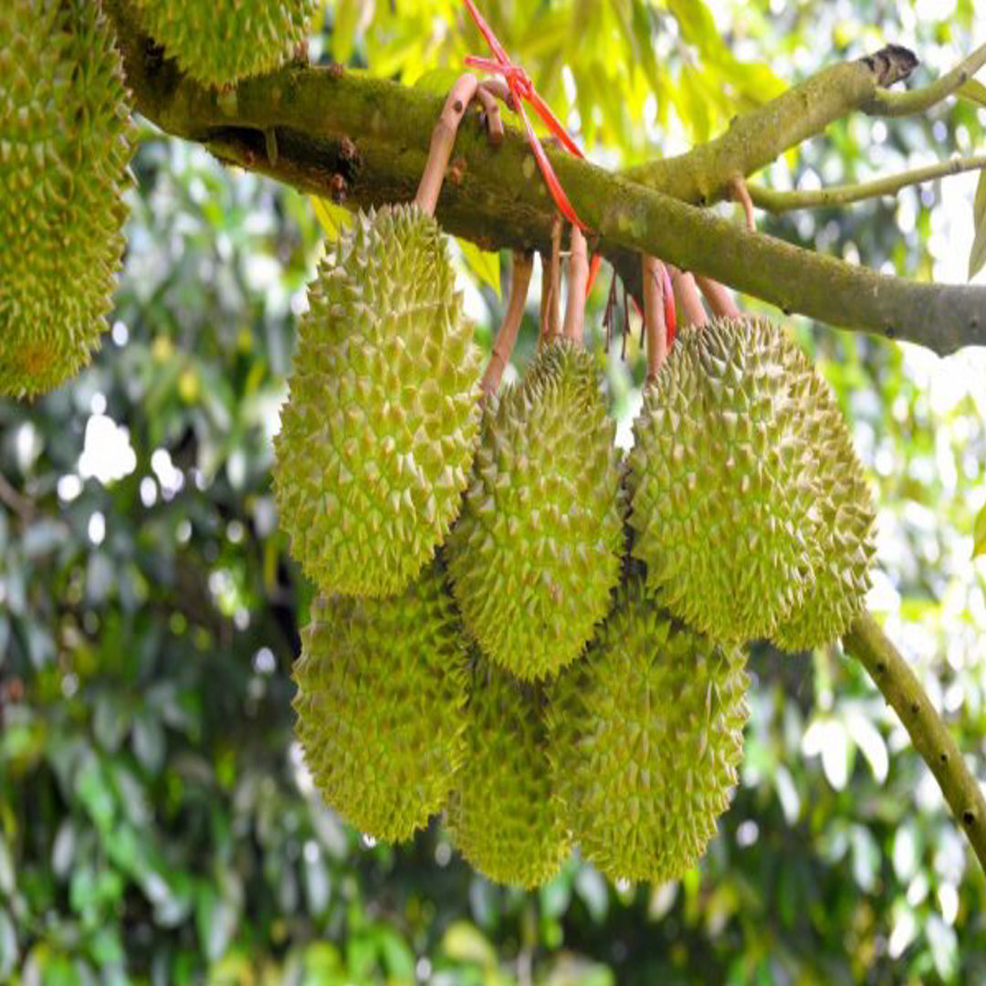 Durian