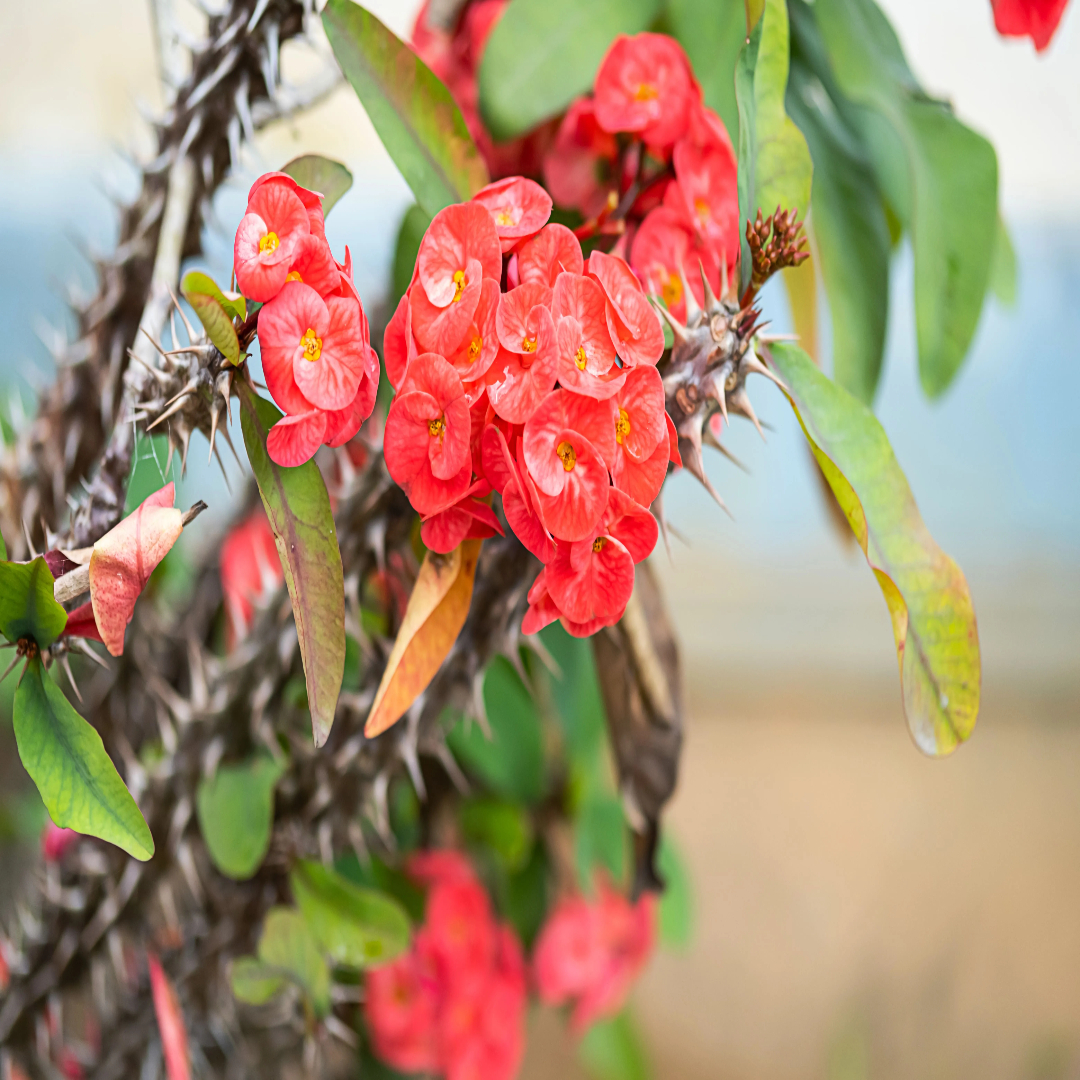Euphorbia