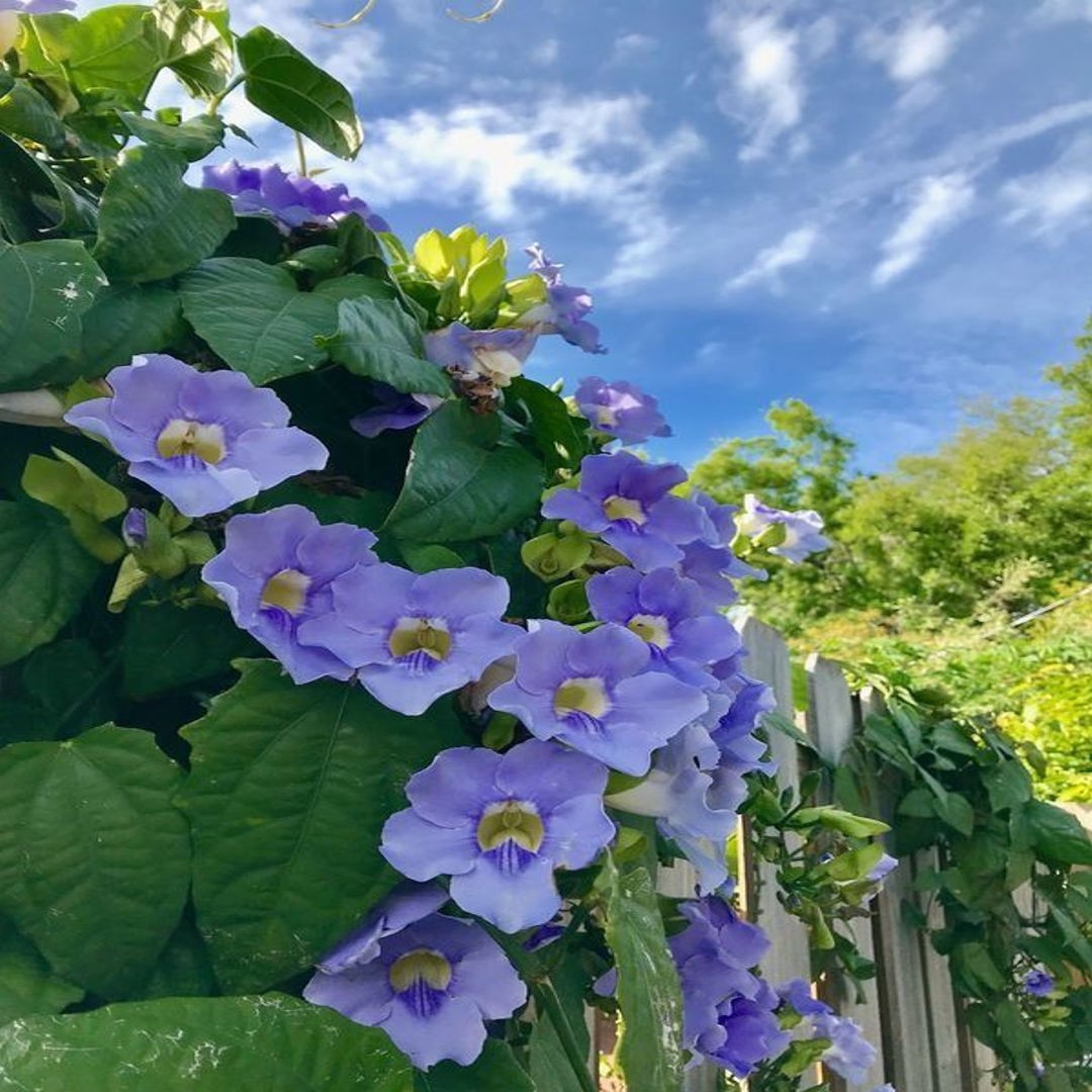 Thunbergia Creeper