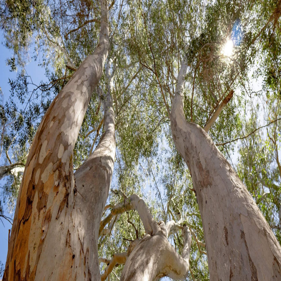 Eucalyptus