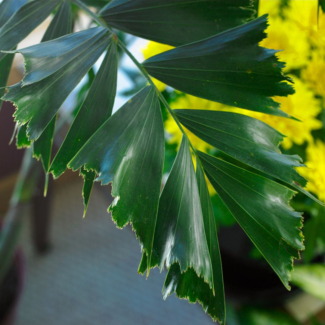 Fish Tail Palm