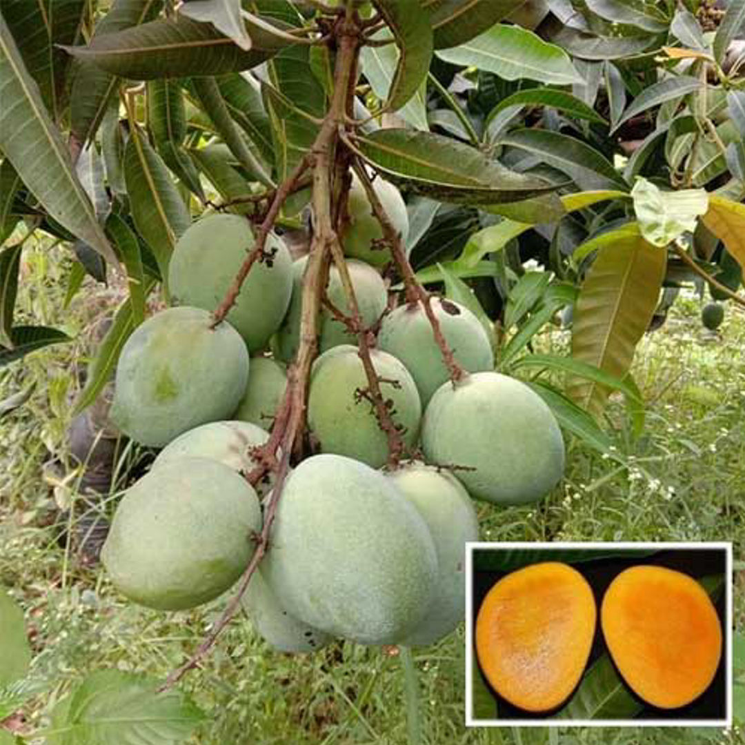 Malgova Mango
