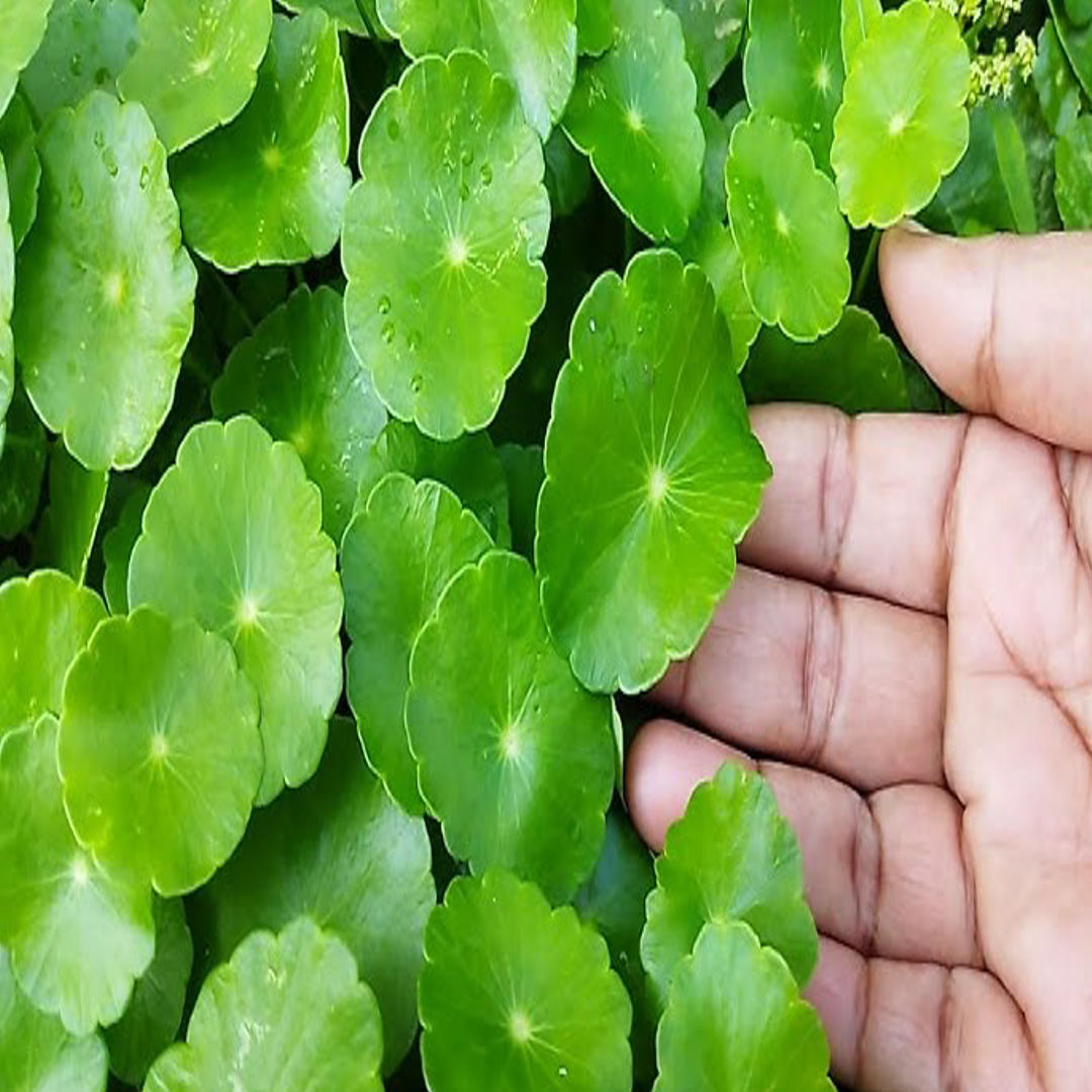 Vallarai