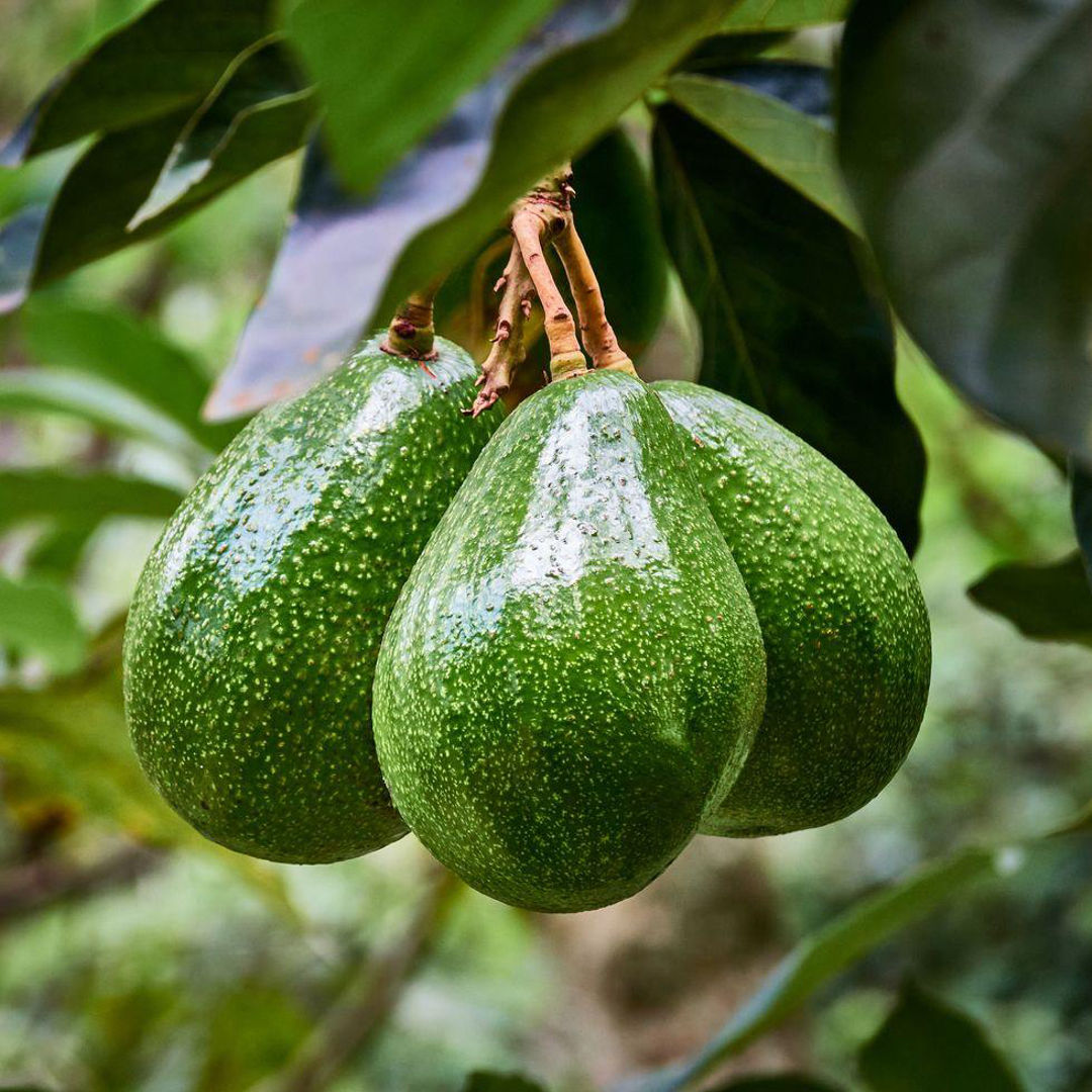 Avocado