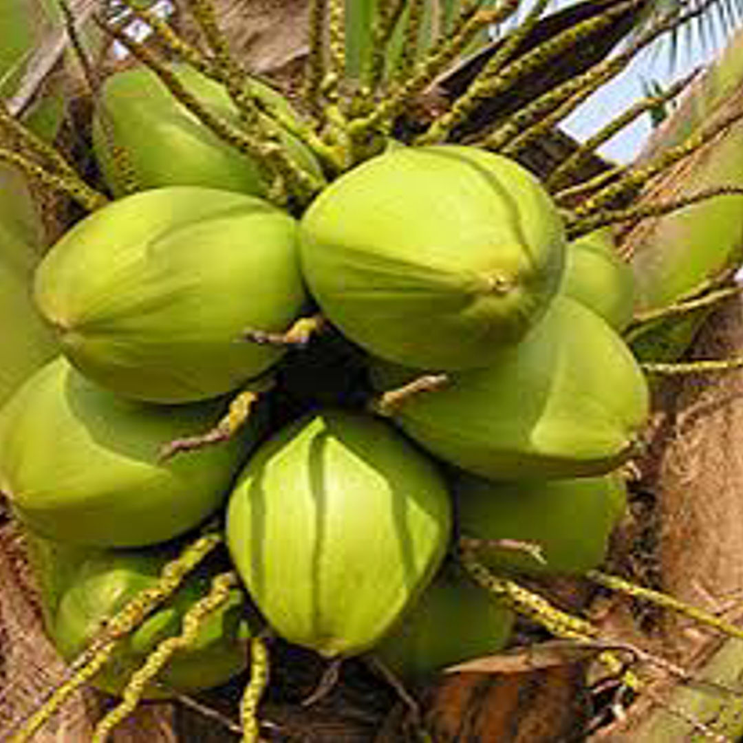 Thennai Naadu