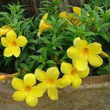 Alamanda