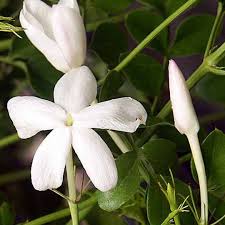 Ceylon Mullai