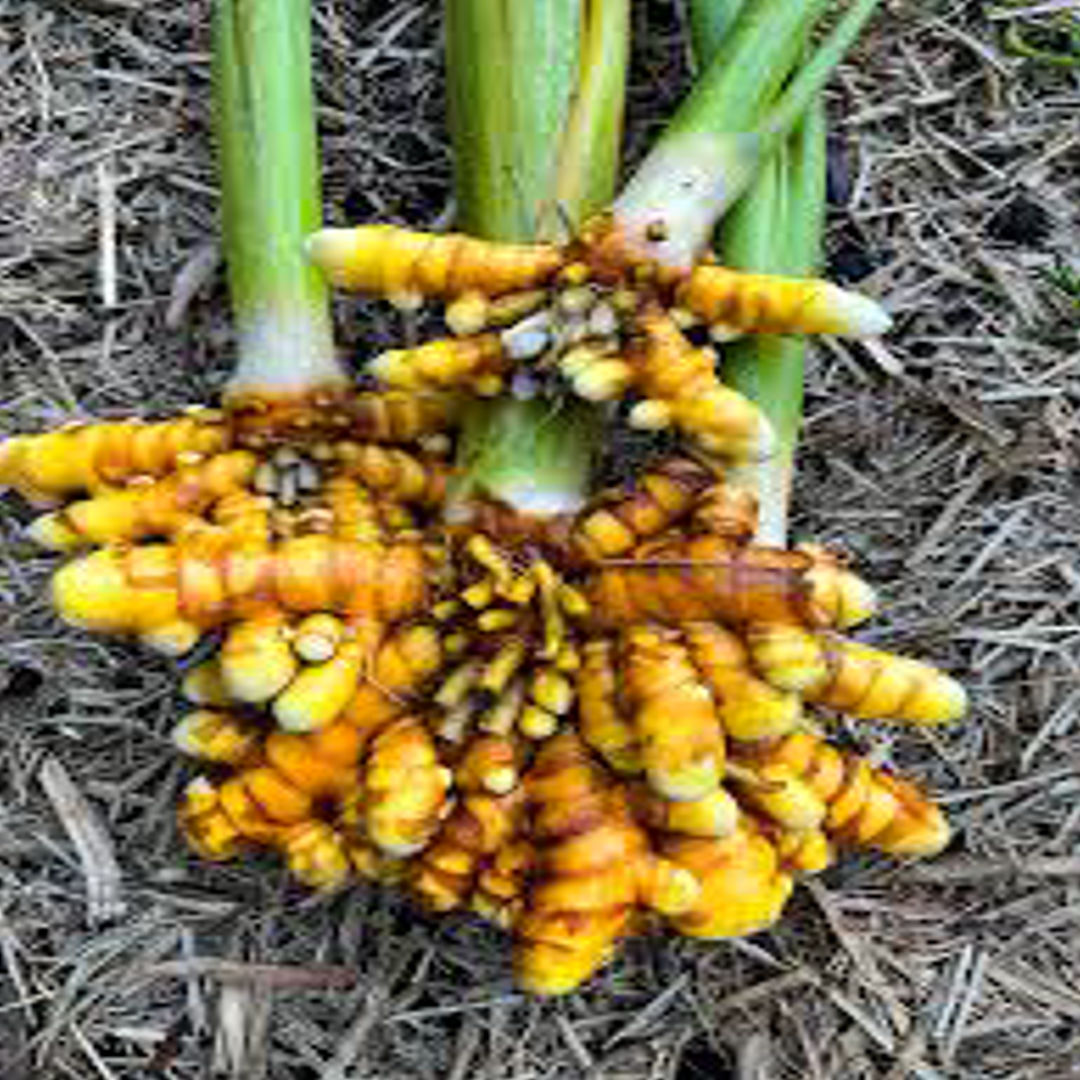 Turmeric