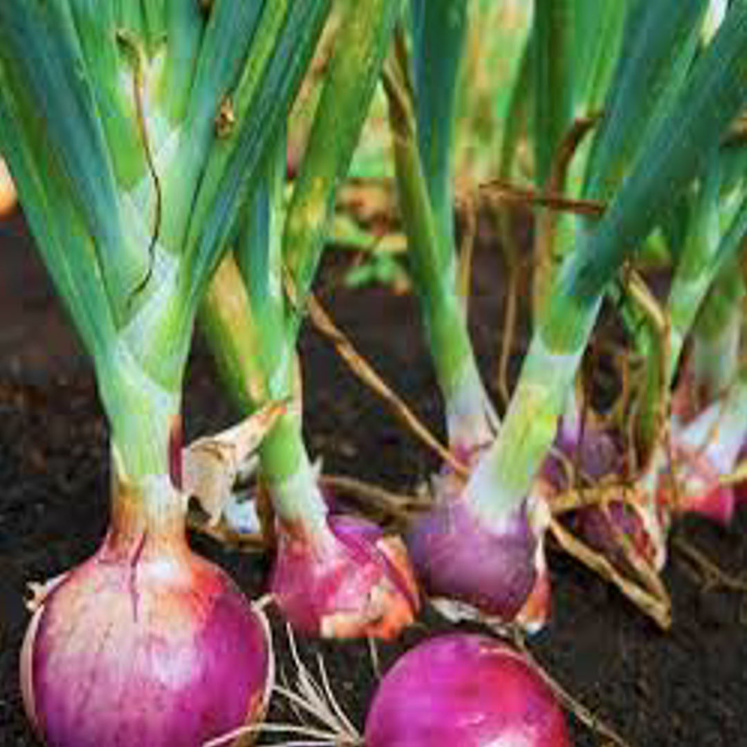 Onion