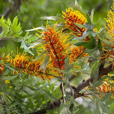 Silky Oak