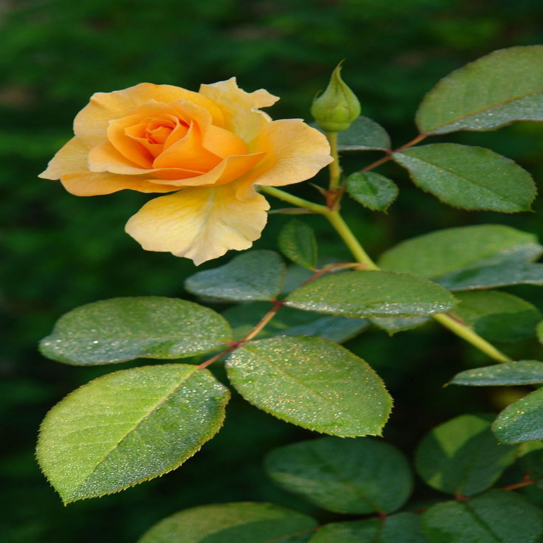 Ooty Rose