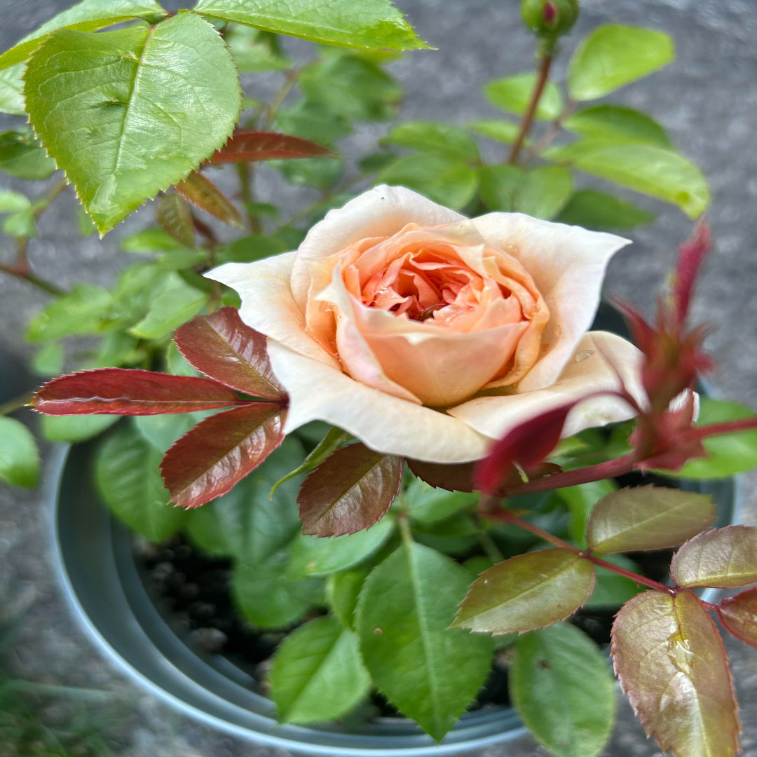 7 Days Rose