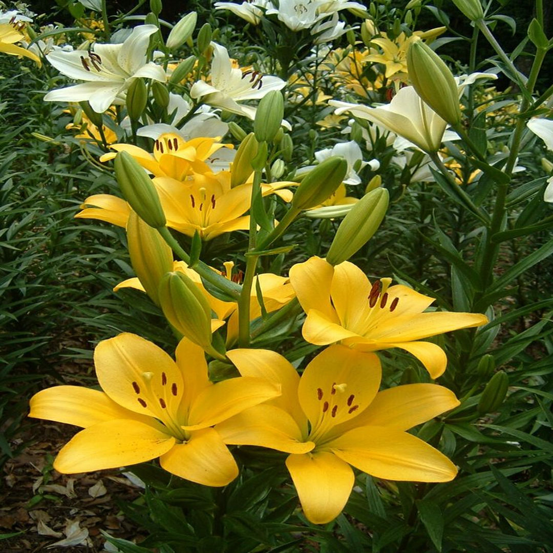 LILY