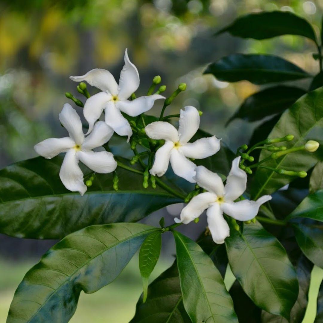 Nanthiyavattai