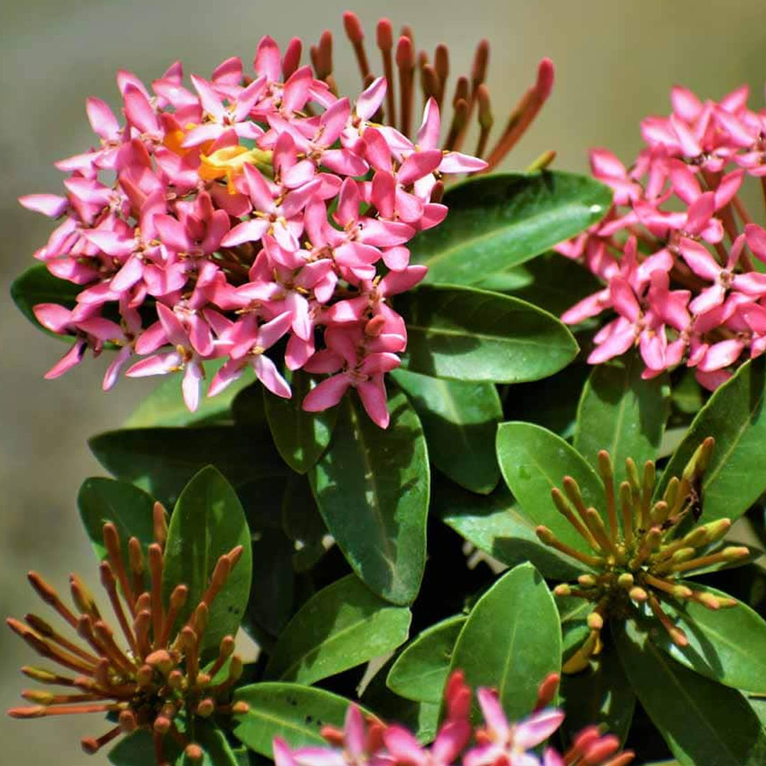 IXORA
