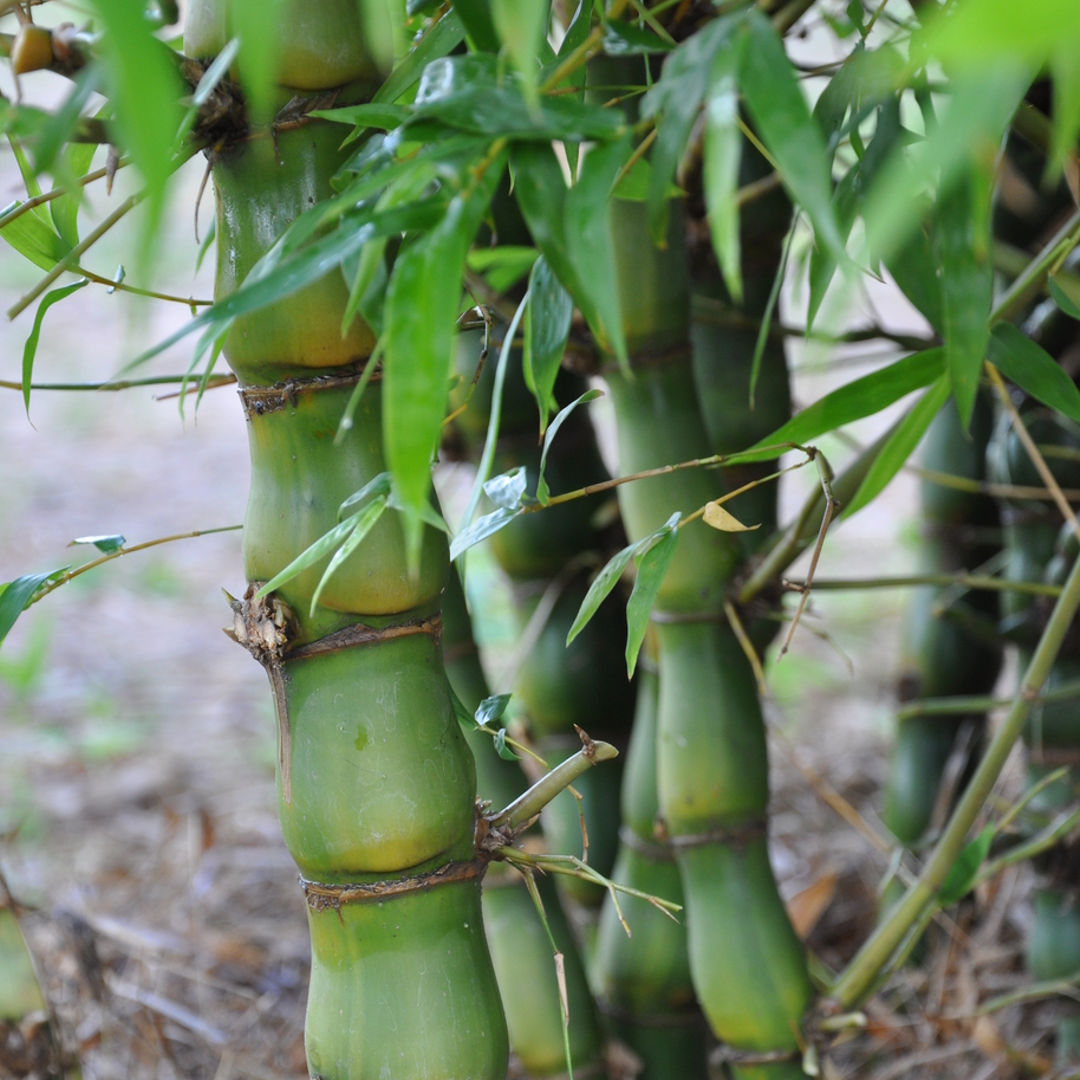 Buddha Bamboo