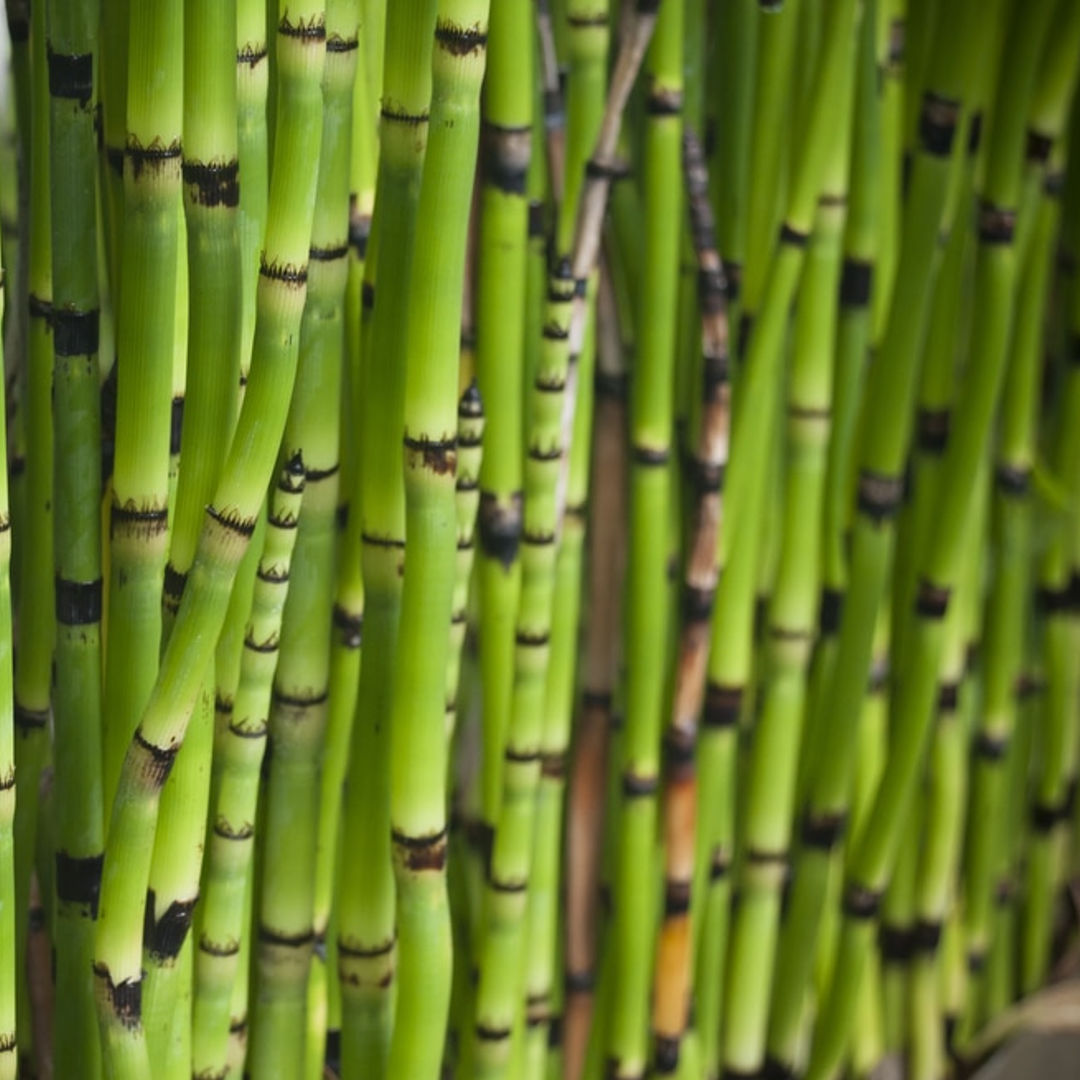 Water Bamboo