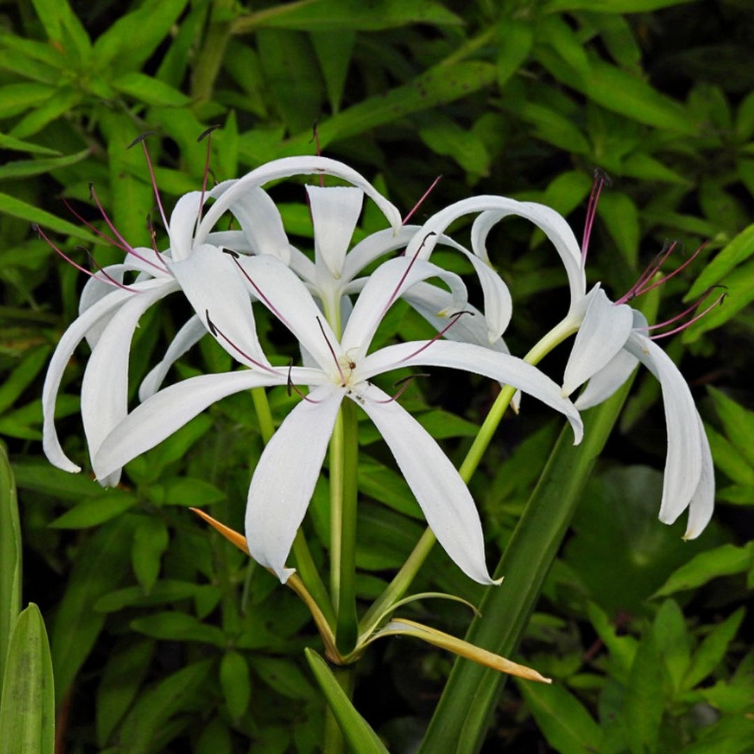 Crinum Lily