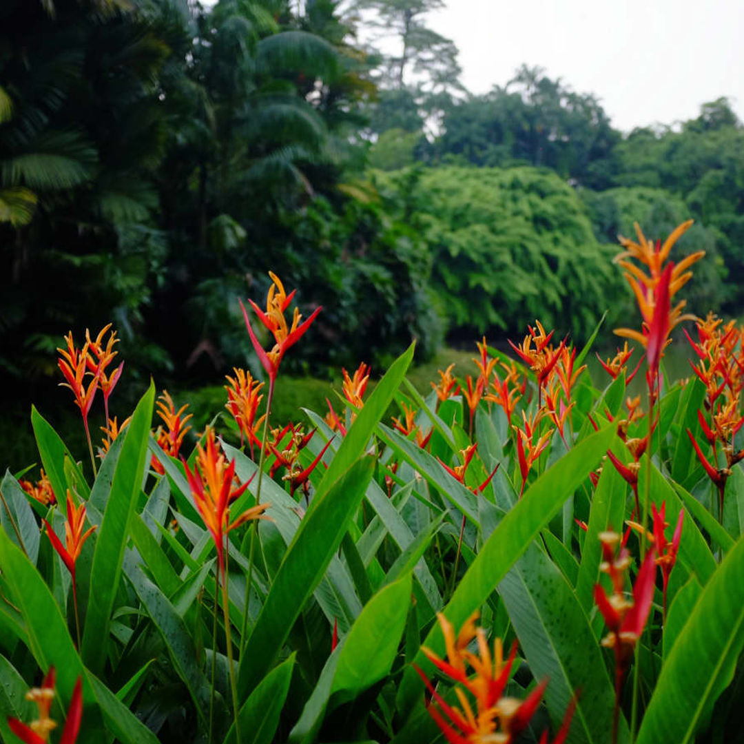 Heliconia