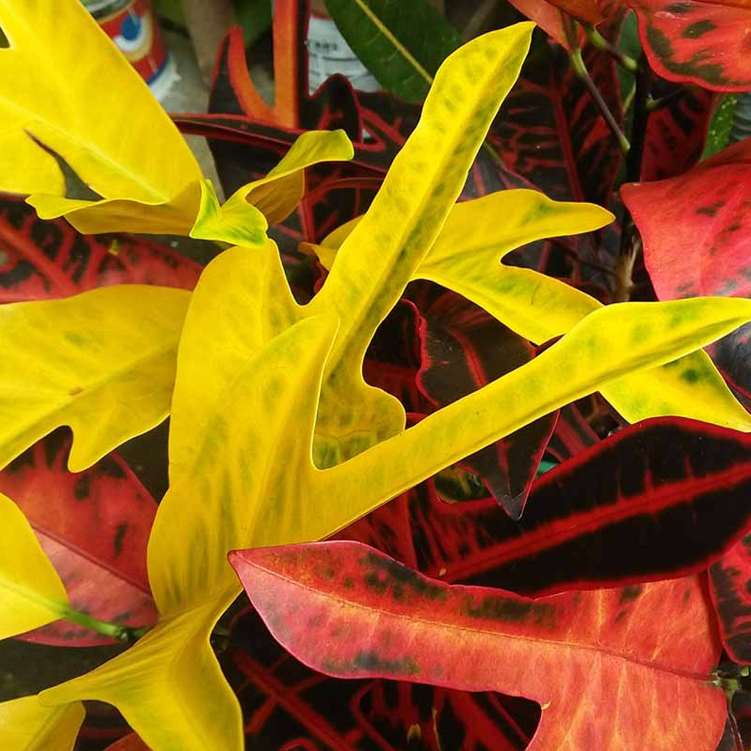 Duck Foot Croton
