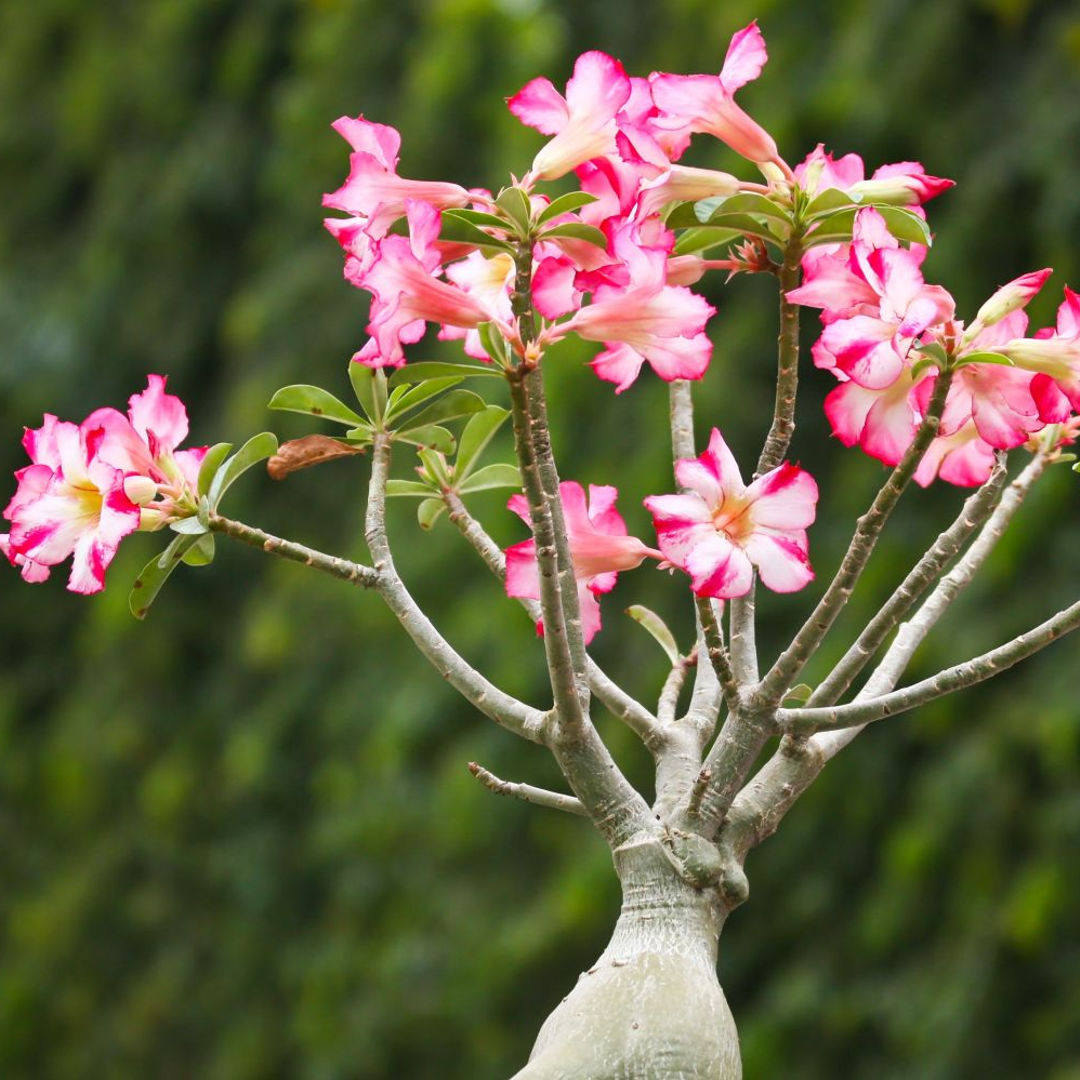 Adenium
