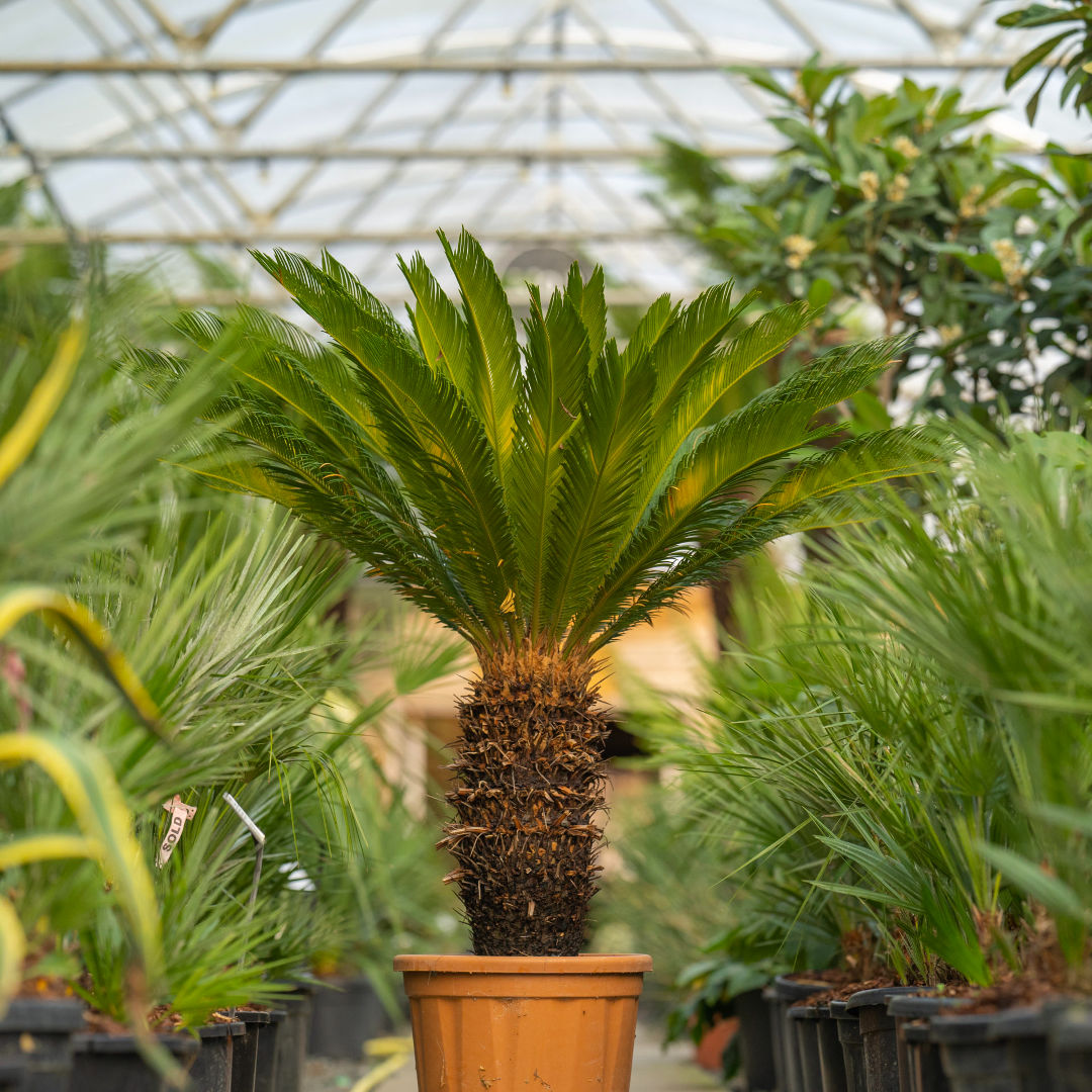 Cycas