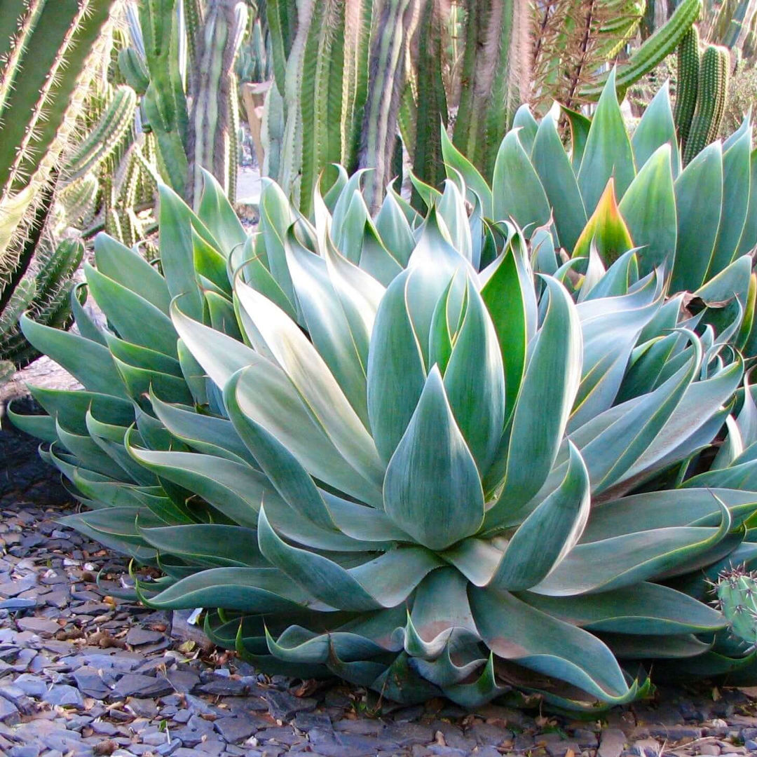 Agave