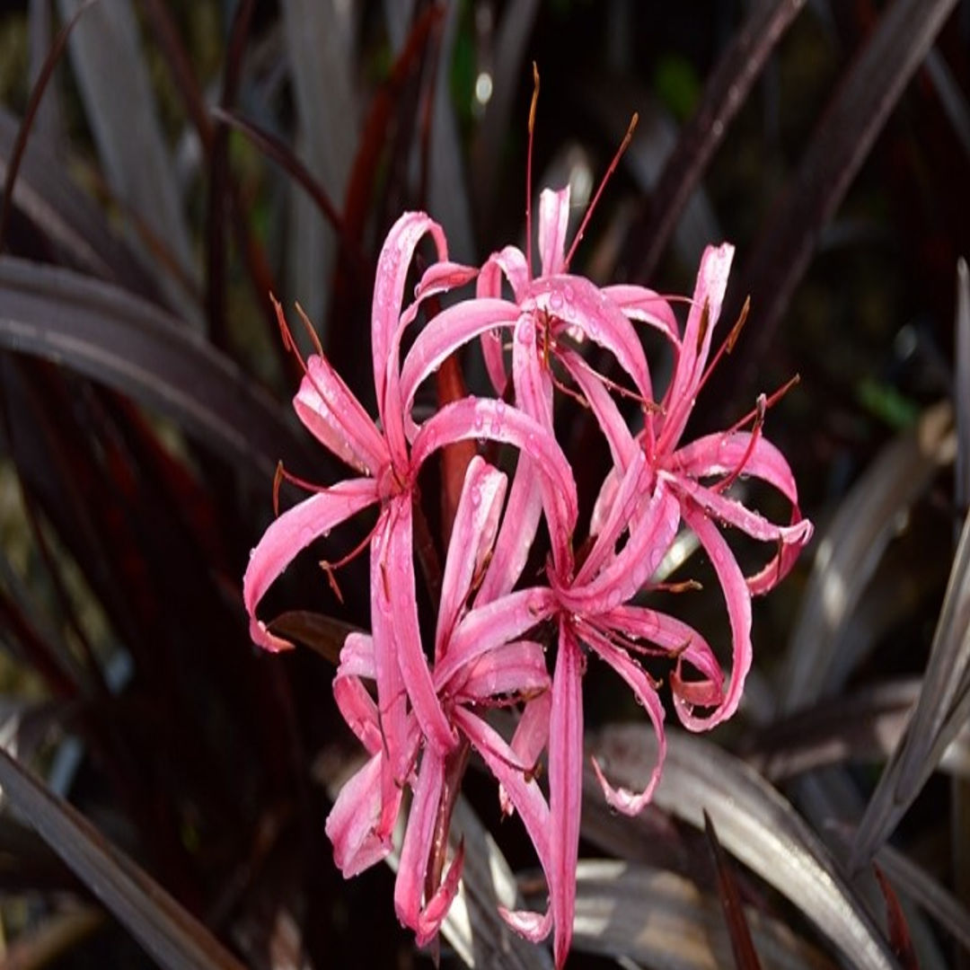 Beetroot Lily