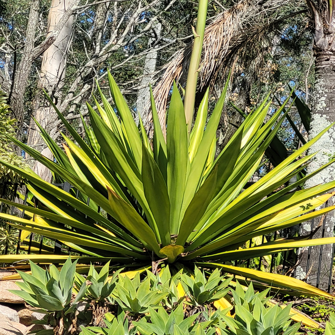 Furcraea