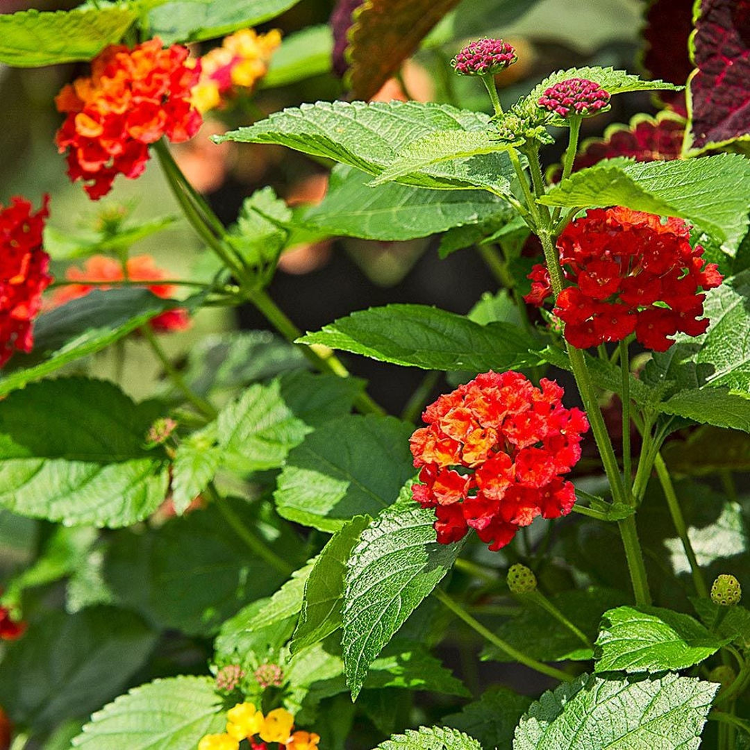 Lantana