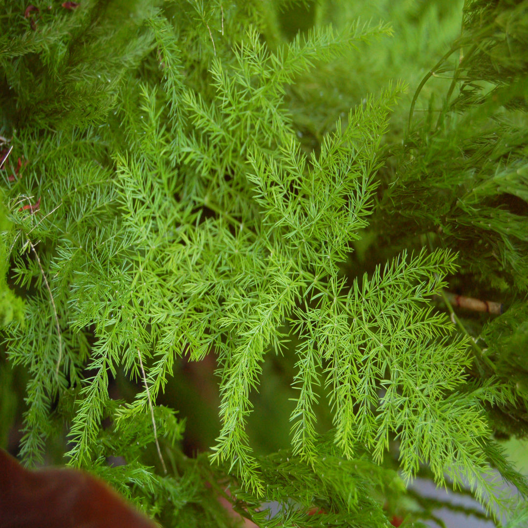 Asparagus
