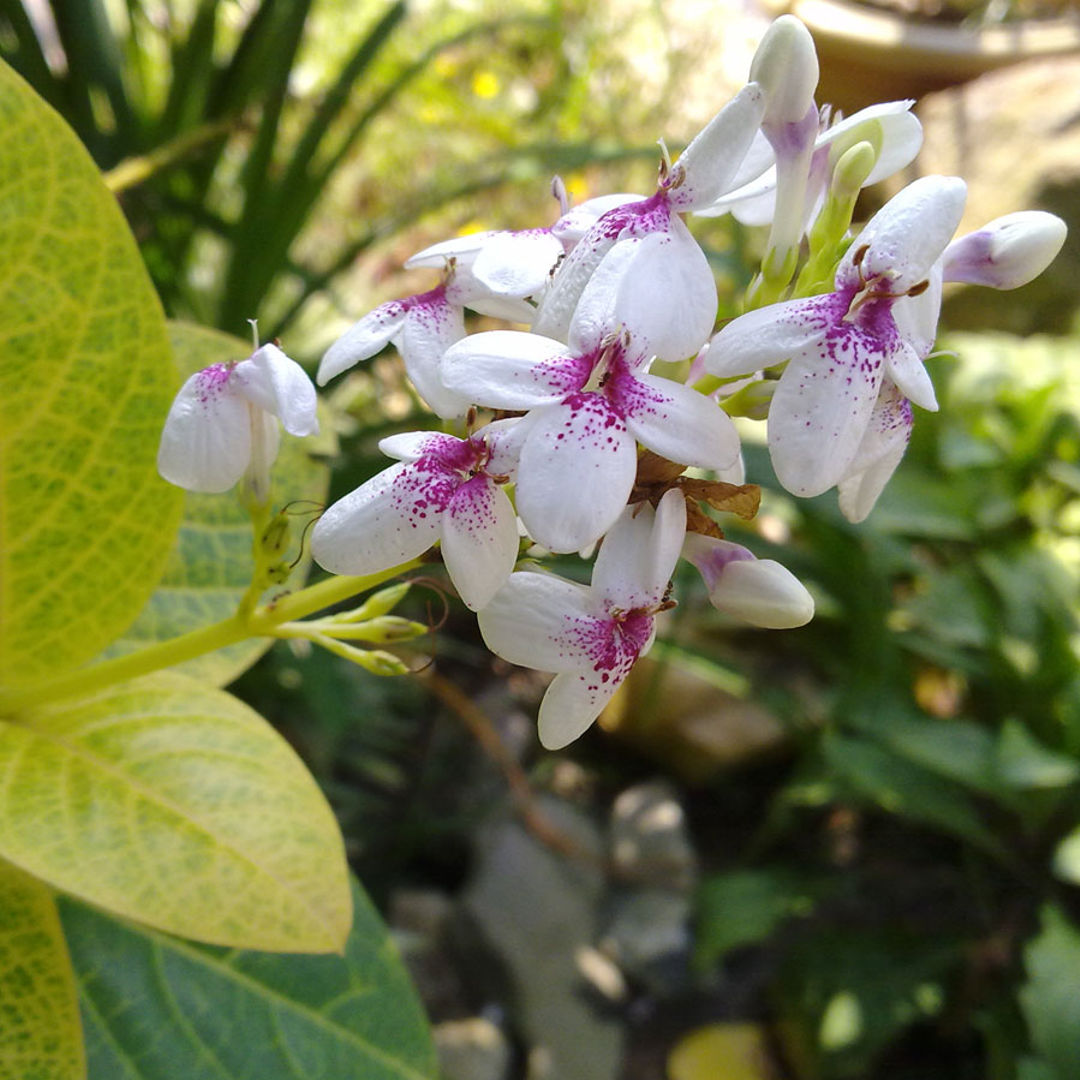 Eranthemum