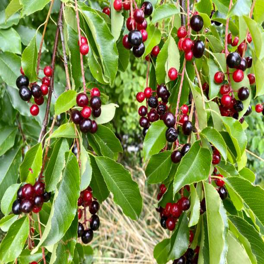 Bird Cherry