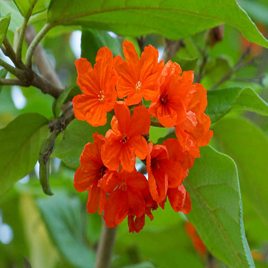Cordia