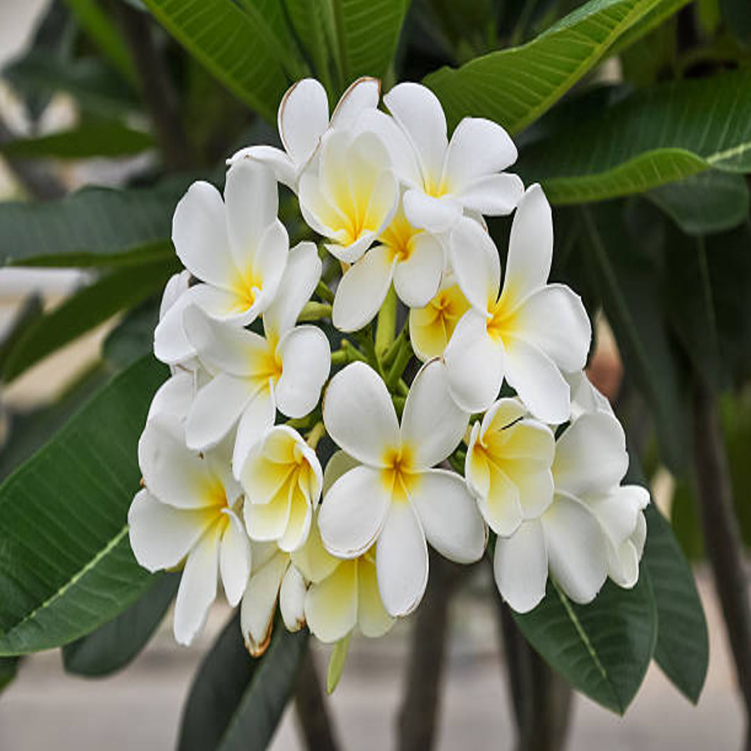 Temple Tree